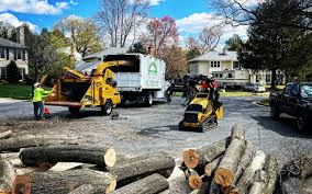 Best Tree Trimming and Pruning  in St Michael, MN