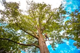 How Our Tree Care Process Works  in  St Michael, MN