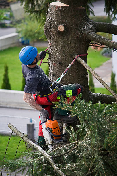 Best Tree Disease Treatment  in St Michael, MN