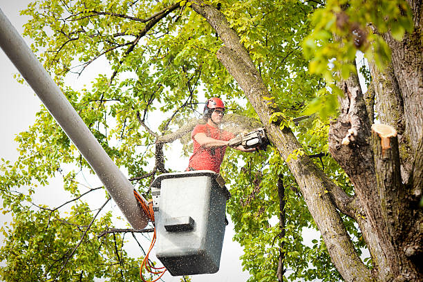 Best Palm Tree Trimming  in St Michael, MN